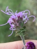 Flowers and bracts