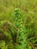 Upper stem and leaves