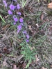 Form in native habitat