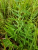 Leaves and stem