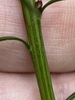 Stem