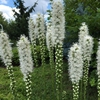 White flowers