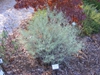 Form