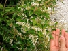 Hand cradling leafy branch with clusters of small white flowers.