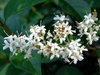 Closeup of small white flowers each with 2 exserted stamens