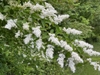 Wand-like branches with panicles of white flowers