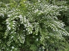 Shrub with wand-like branches with panicles of white flowers