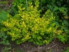 Shrub with yellow new growth and chartreuse foliage.