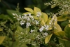 Cluster of whitish flowers
