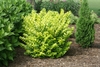Form of the shrub