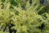 Form of the shrub