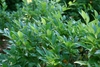 Green leaves on branches