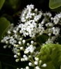 Close-up of panicle of small white flowers with exserted anthers