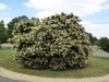 Large, rounde shrub with panicles of white flowers.
