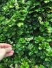 Hand grasping shiny leaves with rounded apices.