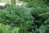 Form of shrub