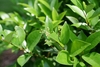 Small white flowers