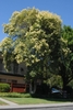 Small tree with dense crown & clusters of small white flowers.