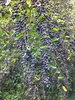Branches weighted down with masses of blue-black drupes.