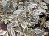 Leafy shoot showing green, gray-green, and cream variegation.