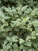 Leafy shoot showing green, gray-green, and cream variegation.