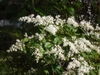 Leafy branches with masses of white flowers in panicles.