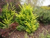 shrub with chartreuse foliage