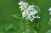 Dense panicle of small, white, 4-petaled flowers.
