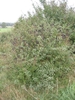 Shrub with medium, ovate leaves and black, olive-like fruits.