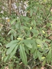Shrub with opposite, elongate-ovate, green leaves.