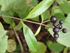 Paniculate cluster of black, olive-like fruits.