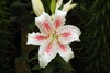 Large open, white flower with pink spots and midlines on tepals