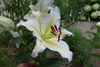 Large, open white flower with yellow stripe on midline of tepals