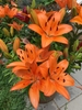 Orange flowers on a dwarf plant