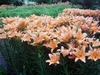 Pink flowers planted en masse