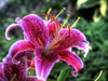 Large, open, pink flowers with darker spots & white margins