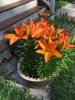 Orange flowers on a dwarf plant