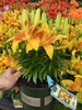Yellow and orange flowers on a potted dwarf plant.