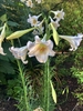 Flowers/Leaves - Aug. 11 - Wake Co., NC