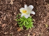 Lilium longiflorum