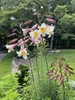 Tall stems bearing clusters of white, trumpet flowers.