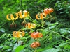 flower, Great Smoky Mts National Park