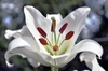 White upward facing flower with dark orange anthers