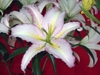 Large, white flower with pale pink tepal margins. Few freckles.