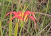 Upward-facing orange lily flower