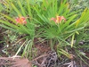 Form
