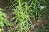 Form and leaves