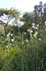 Form