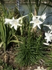 upright plant with narrow leaves and trumpet-shaped flowers.