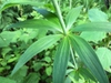 Leaf arrangment